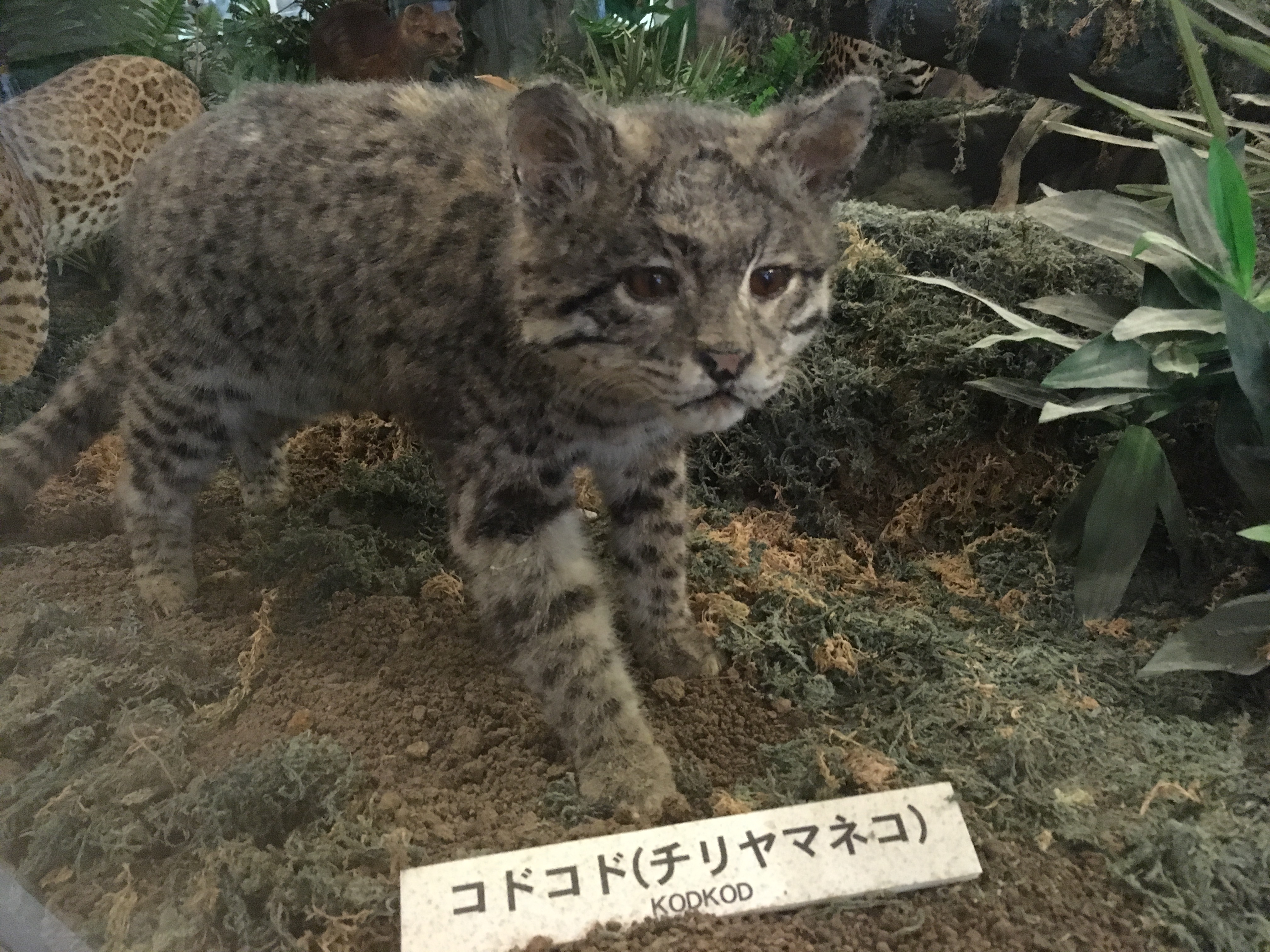 静岡の穴場ねこの博物館１階のネコ科たちかわいいやつ