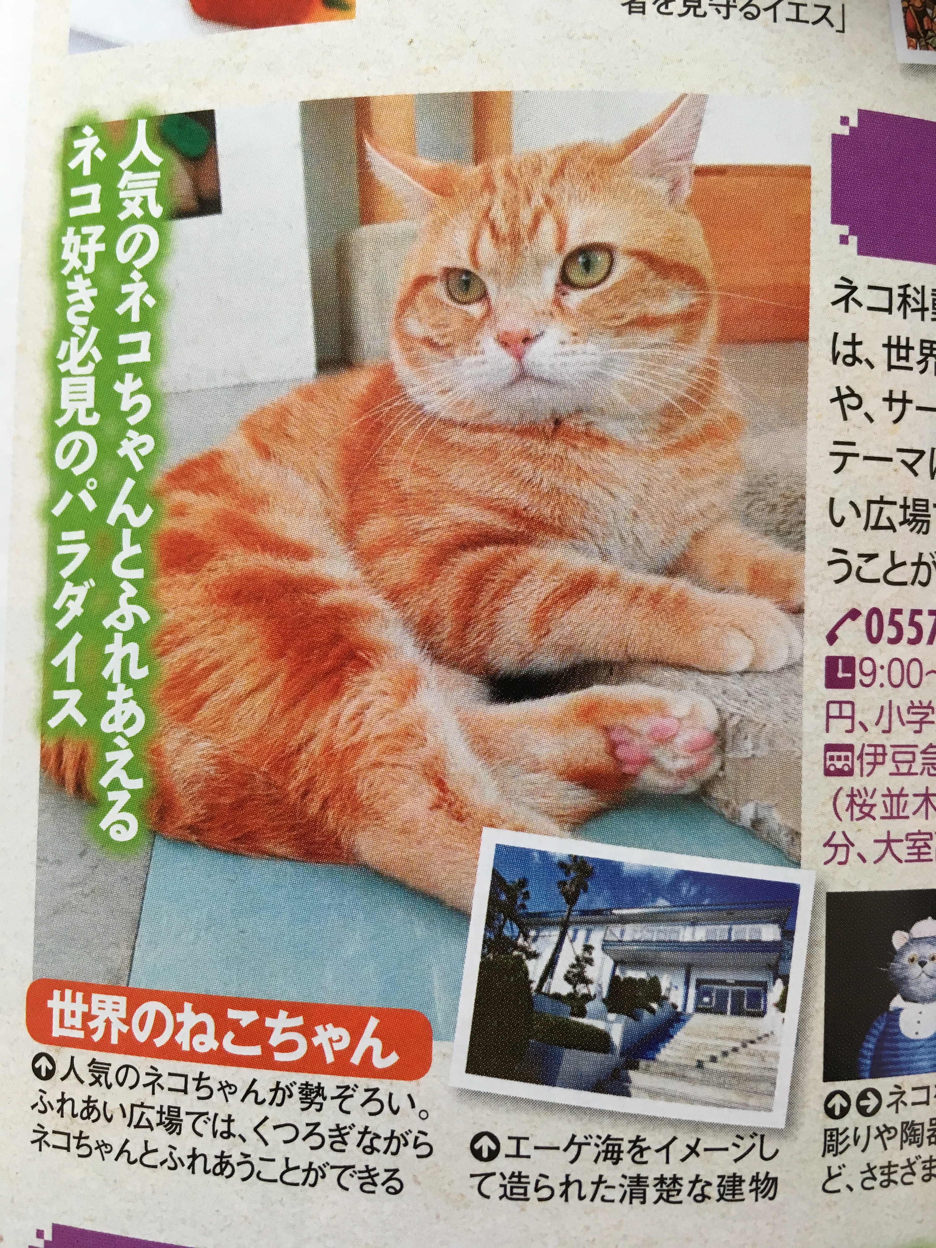 静岡の穴場ねこの博物館観光ガイドの写真