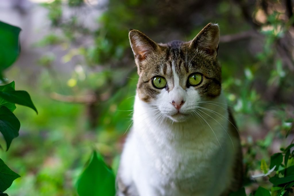 町の猫