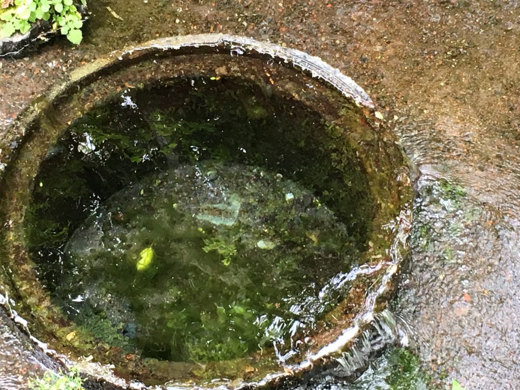 柿田川涌き間の湧き水