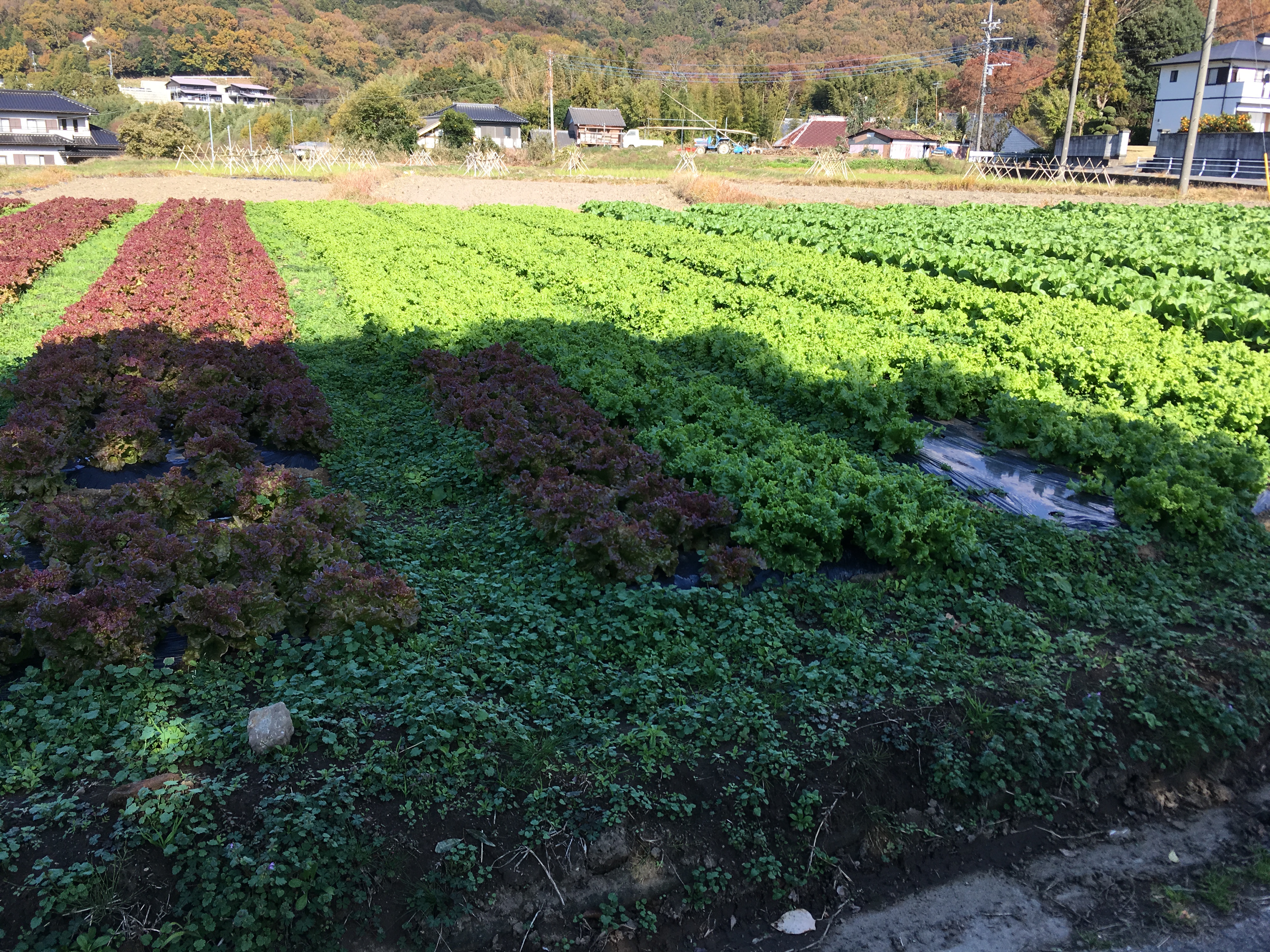 宝篋山　レタス畑