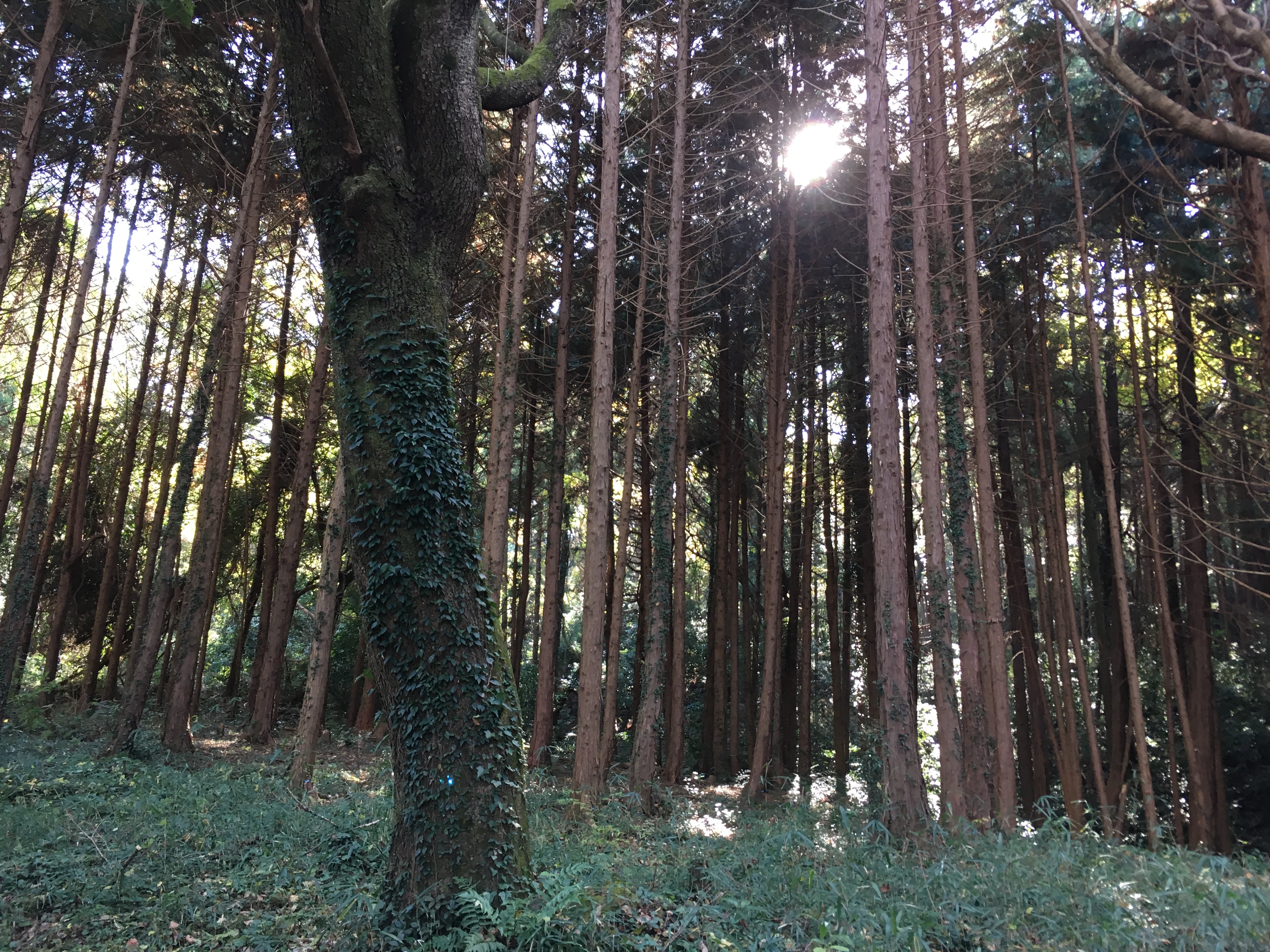 ダイエット登山　宝篋山の木々たち