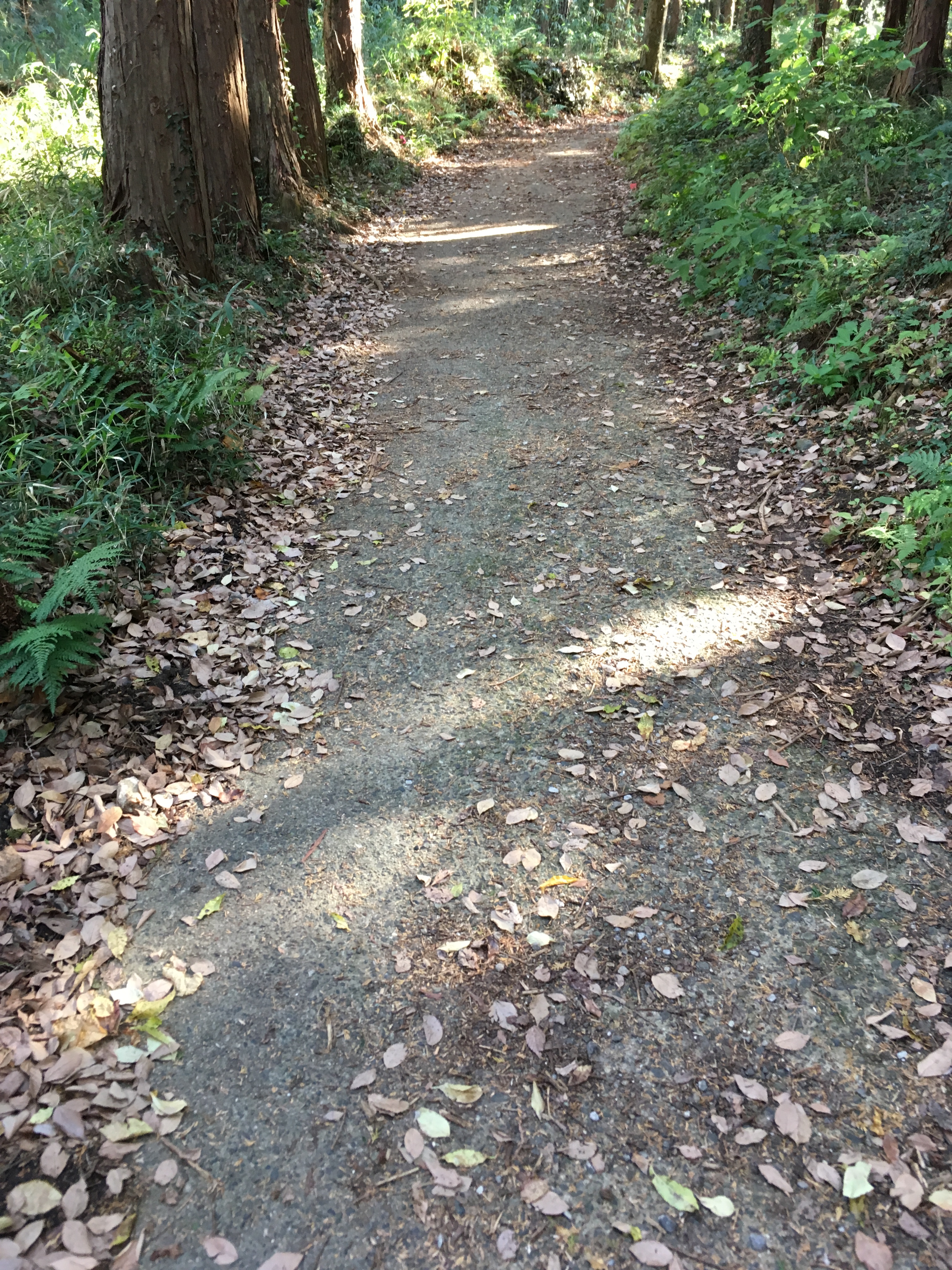 ダイエット登山　宝篋山