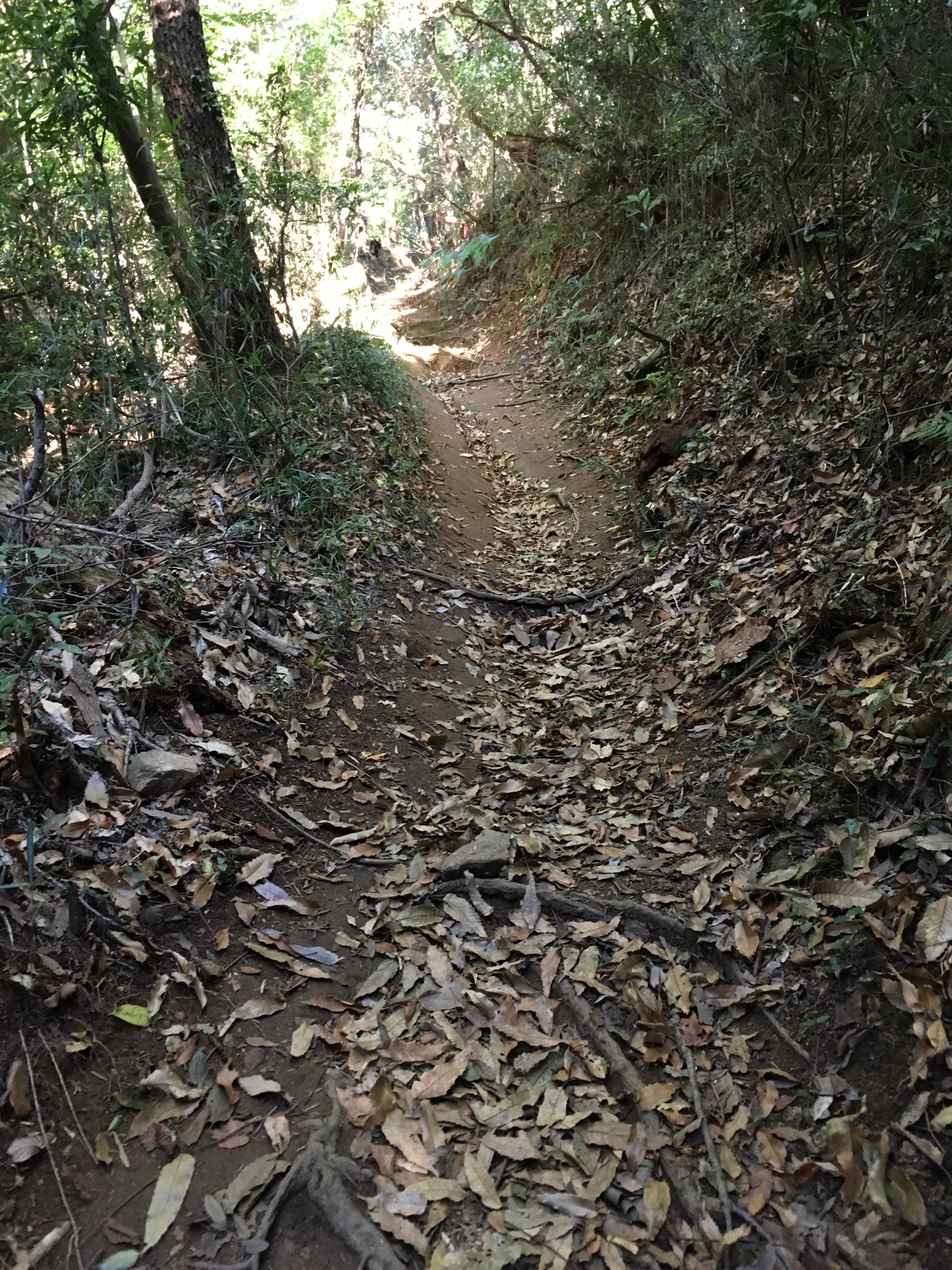 ダイエット登山　宝篋山登山道の狭さ