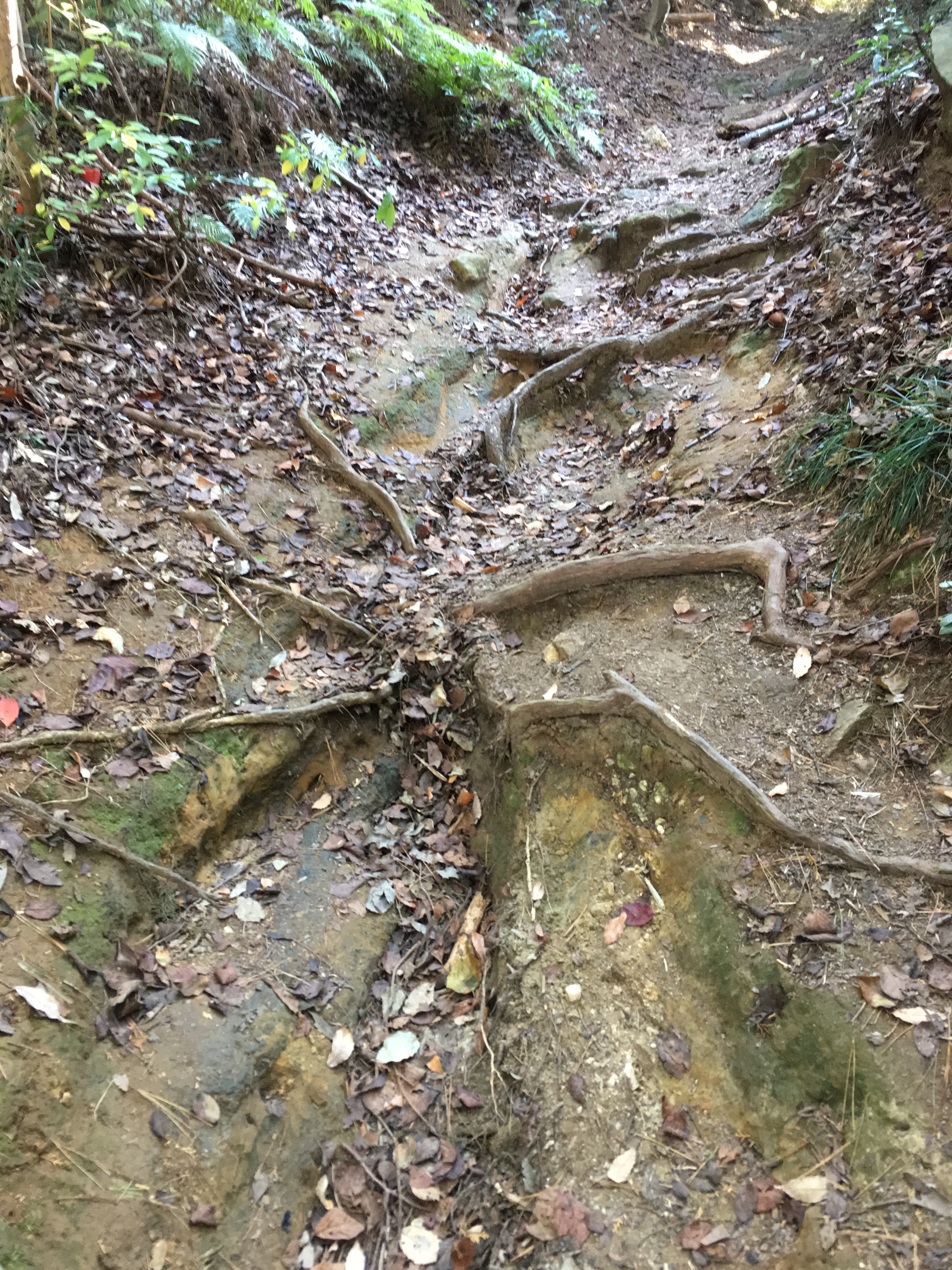 ダイエット登山　宝篋山のぼこぼこ登山道