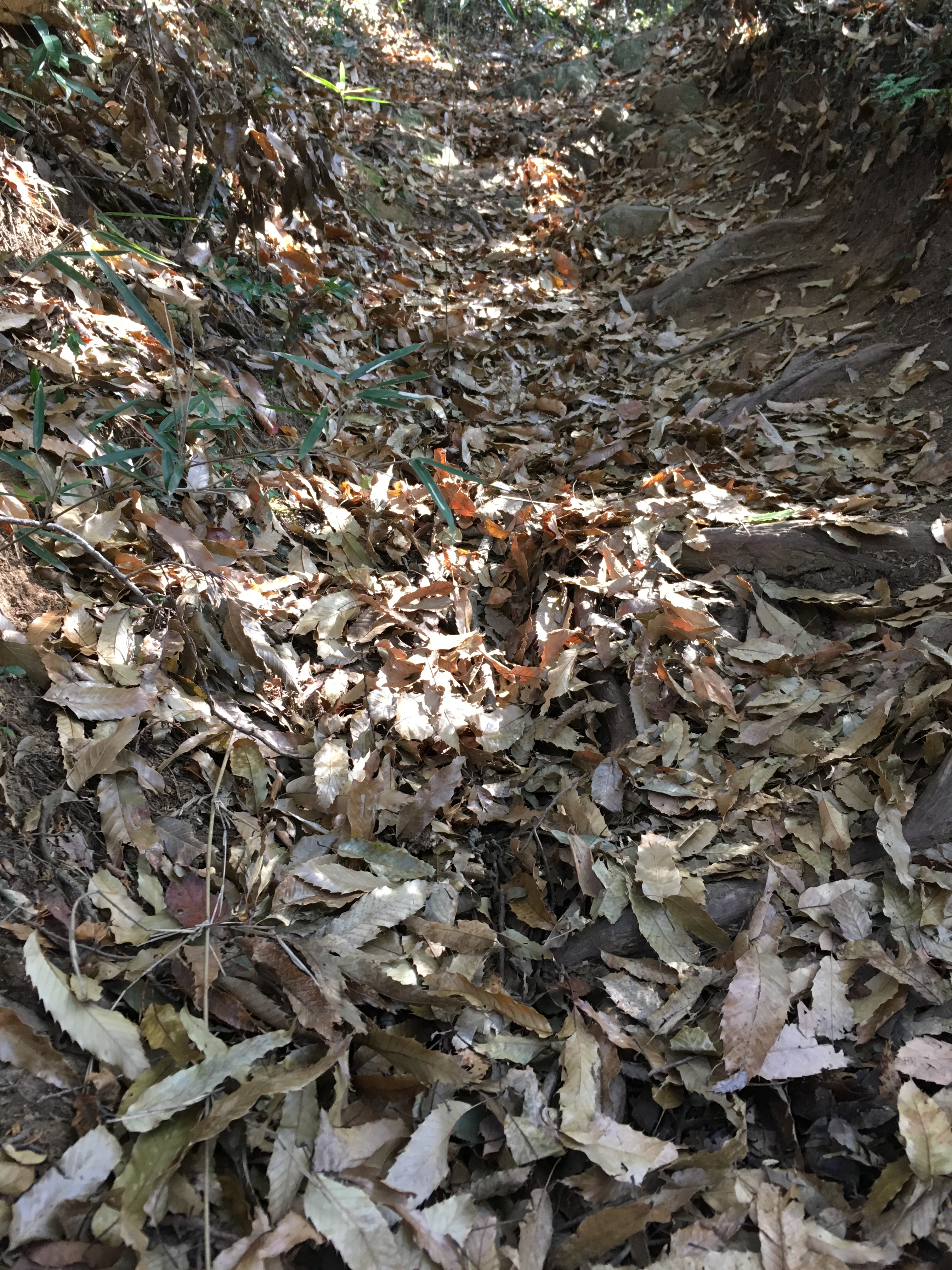 ダイエット登山　宝篋山の足場の悪い山道